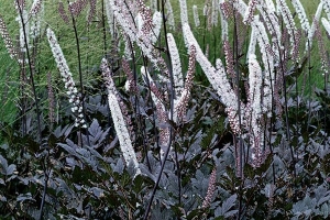 Actaea 'Brunette'